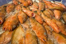 Pile Of Parrot Fish In A Market Royalty Free Stock Photography Pile Of Parrot Fish In A Market Royalty Free Stock Photography