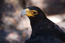 Verreaux S Eagle Or Black Eagle Stock Photo Verreaux S Eagle Or Black Eagle Stock Photo
