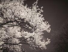 Magnolia Tree In Bloom. Stock Image Magnolia Tree In Bloom. Stock Image