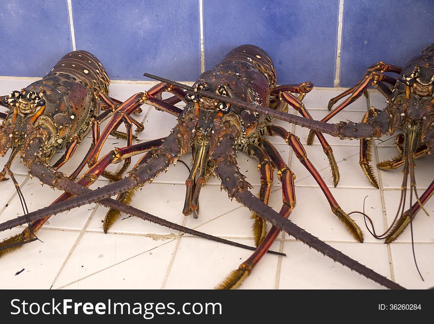 Three live Caribbean lobsters in a fish market. Three live Caribbean lobsters in a fish market.