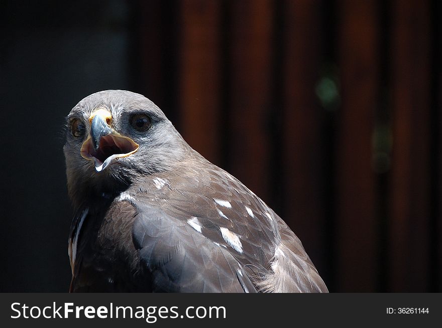 Close up of a Jackal Buzzard ( Buteo rufofuscus ) photographed at the Radical Raptors sanctuary on the Garden Route of South Africa. Close up of a Jackal Buzzard ( Buteo rufofuscus ) photographed at the Radical Raptors sanctuary on the Garden Route of South Africa.