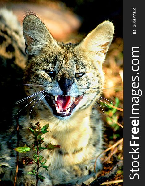 Serval wild cat &x28; Leptailurus serval &x29