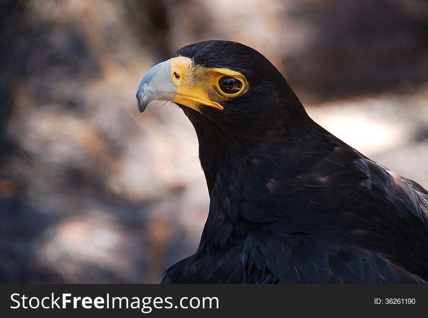Verreaux&#x27;s eagle or Black eagle