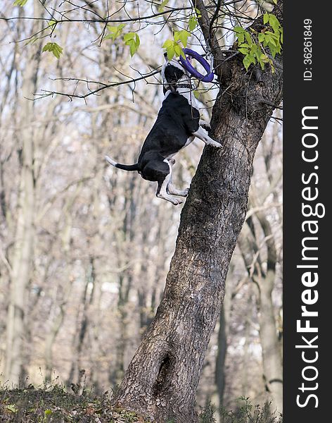 Dog jump to catch a toy