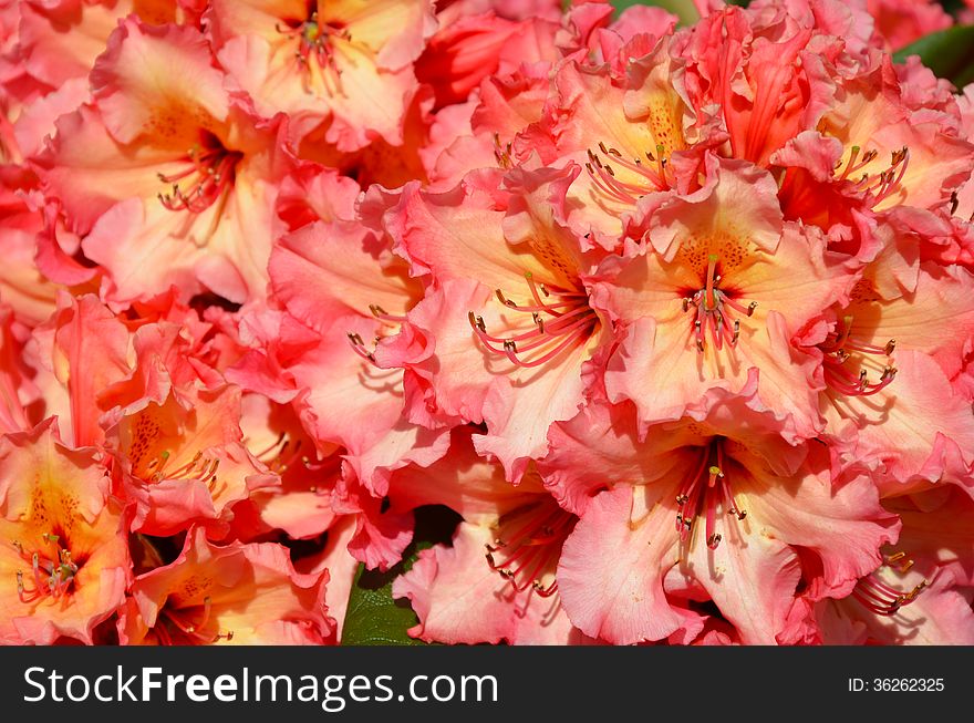 Beautiful pink and yellow rhododendron flowers. Beautiful pink and yellow rhododendron flowers