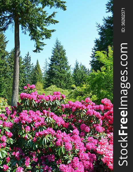 Pink rhododendron garden