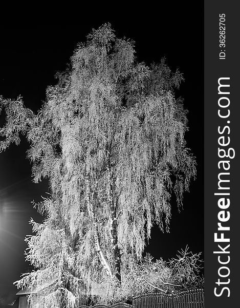 Night view of the snow-covered birch. Night view of the snow-covered birch