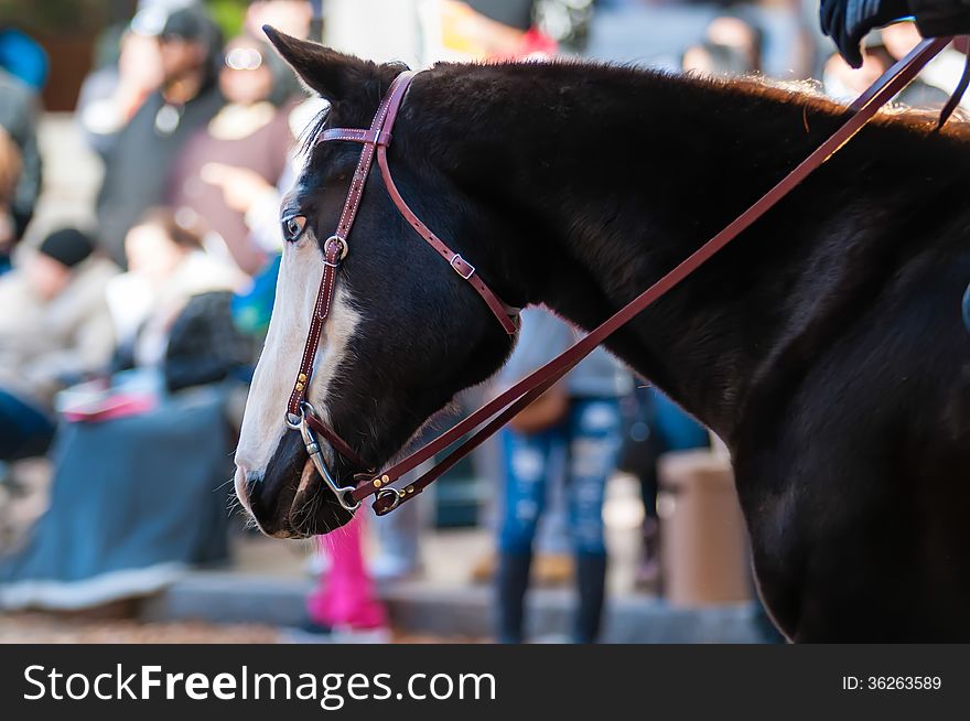 Portrait of a beautiful horse at an event