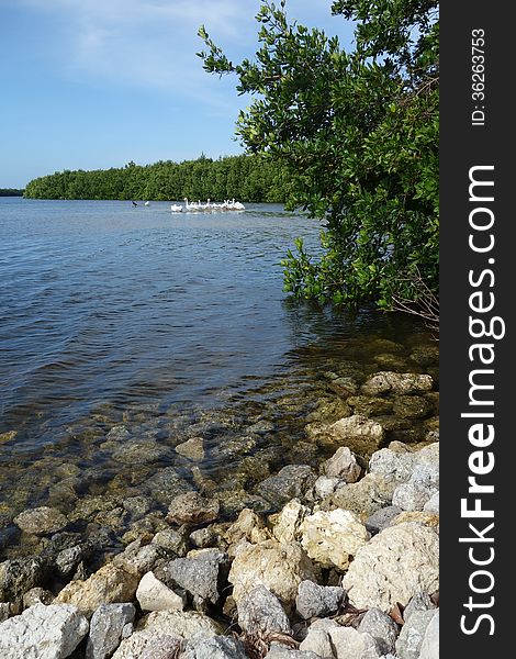 This is a view of Ding Darling Wildlife Refuge, with white pelicans on the water in the background sheltering in the mangrove. This is a view of Ding Darling Wildlife Refuge, with white pelicans on the water in the background sheltering in the mangrove.