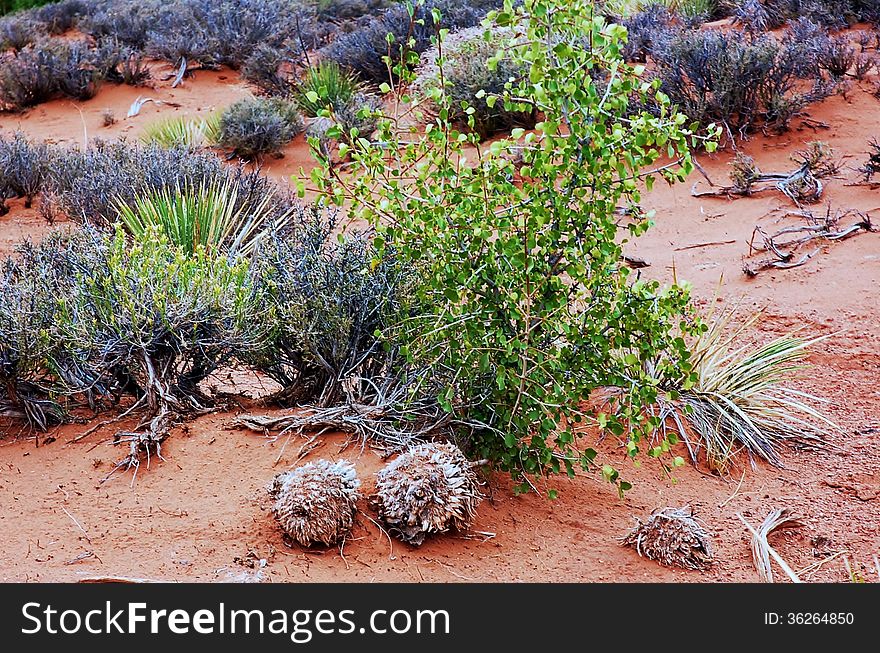 Its rare examples of vegetation which visitors could see in the vast areas of red earth in state Utah. Its rare examples of vegetation which visitors could see in the vast areas of red earth in state Utah