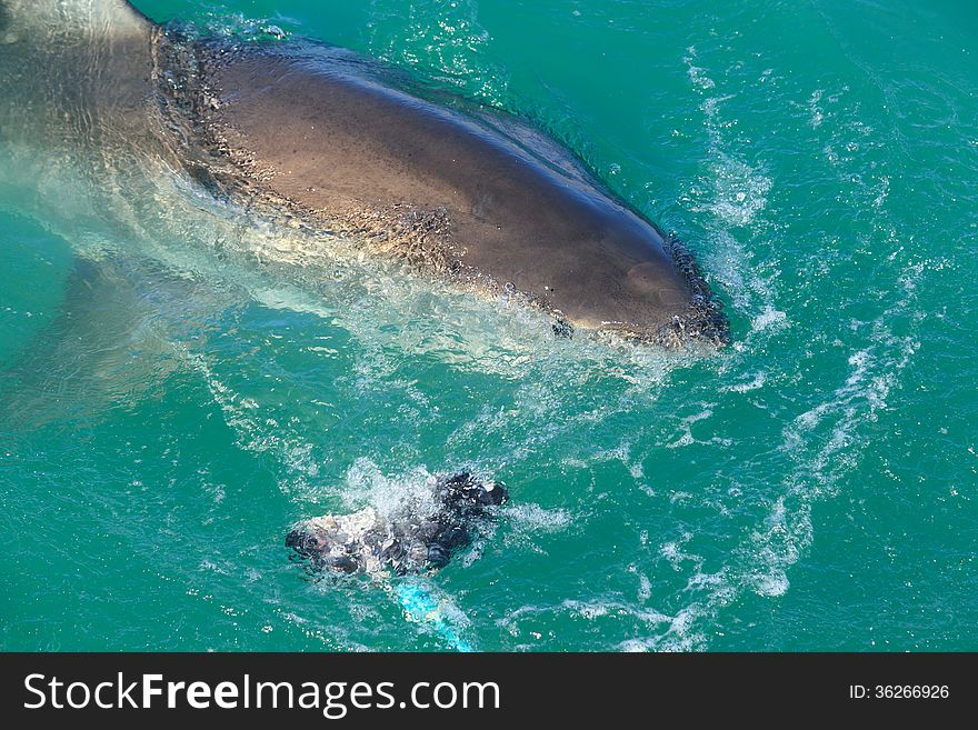 White Shark from Kleinbaai harbour in South Africa