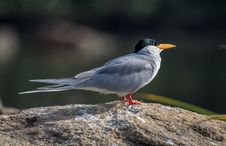 Warming Up River Tern Royalty Free Stock Photography Warming Up River Tern Royalty Free Stock Photography