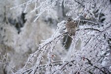 Barred Owl Displaced In Ice Storm Royalty Free Stock Photo