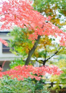 Japanese Maple Leaf Royalty Free Stock Images Japanese Maple Leaf Royalty Free Stock Images