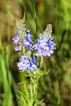 Wildflowers Stock Images Wildflowers Stock Images
