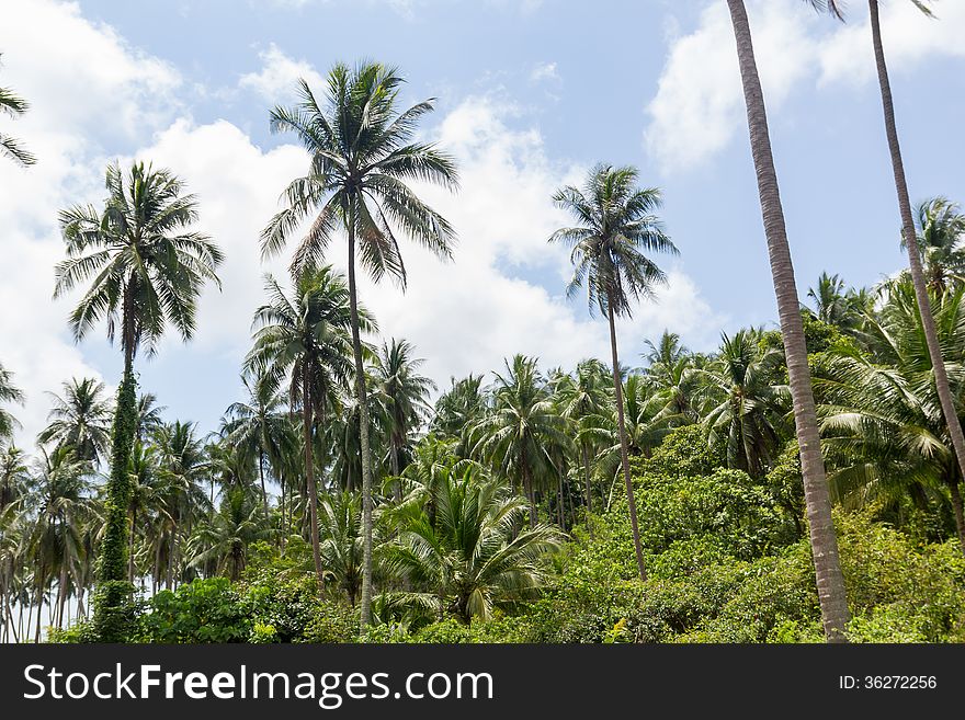 Coconut plantation on the Samui Island in Thailand. Coconut plantation on the Samui Island in Thailand