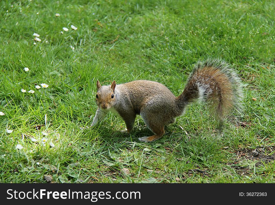 A Lovely Grey Squirrel Standing on a Grassy Bank. A Lovely Grey Squirrel Standing on a Grassy Bank.