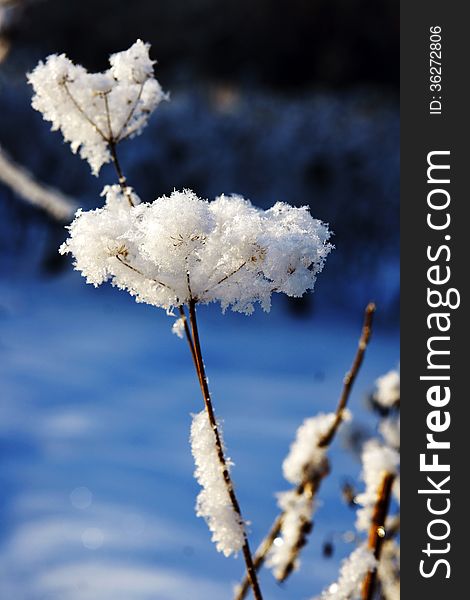 Hoarfrost on a blade.