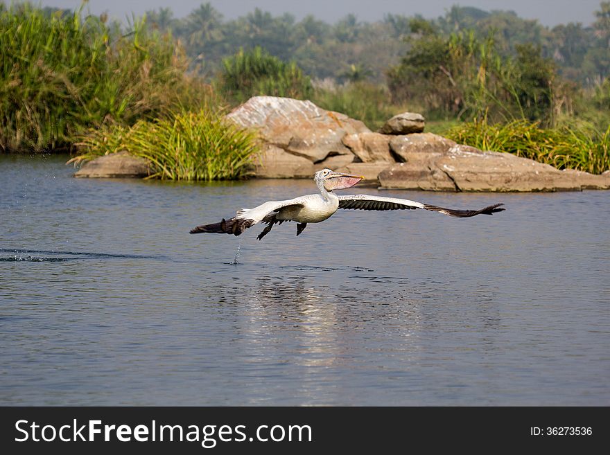 Pelican is taking off beautifully from the water. Pelican is taking off beautifully from the water.