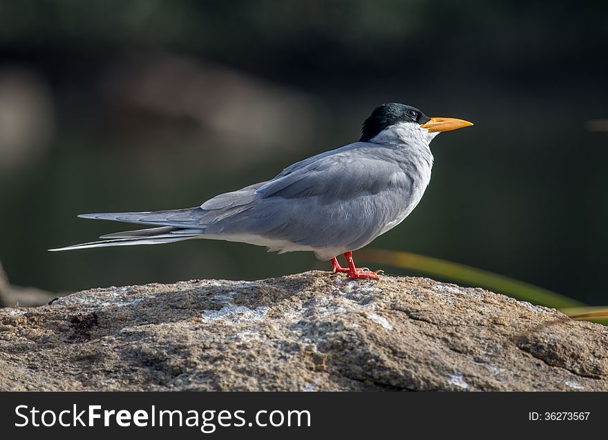 River tern is awaiting for its partner. Sterna aurantia. River tern is awaiting for its partner. Sterna aurantia
