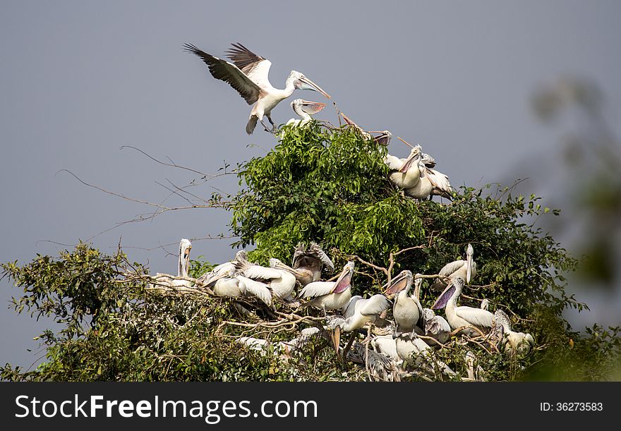 Group of spot billed nesting on the branches. Group of spot billed nesting on the branches