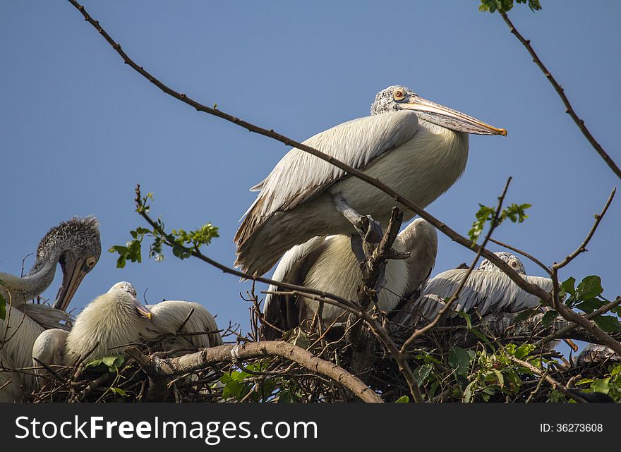 Pelican are awaiting for the morning sun. Pelican are awaiting for the morning sun