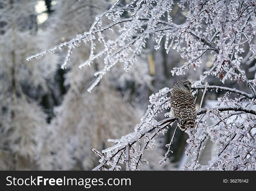 Barred Owl Displaced in Ice Storm