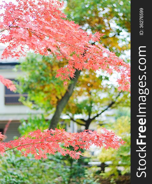 Japanese maple leaf in autumn season