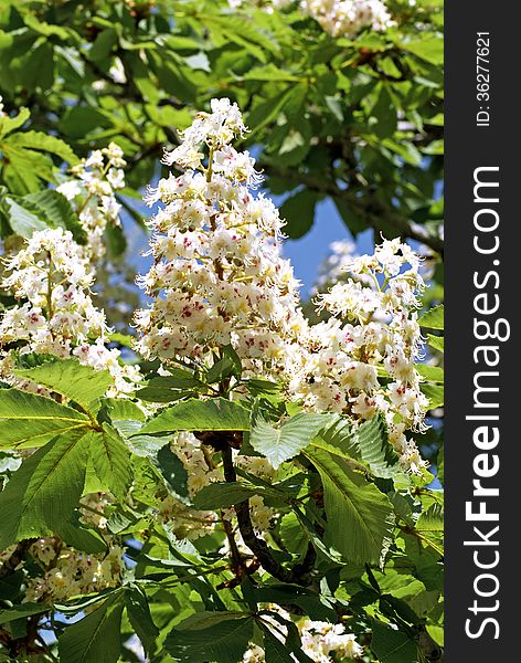 Blooming Chestnut