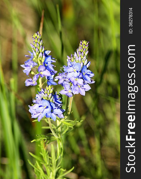 Wildflowers. Shallow depth of field