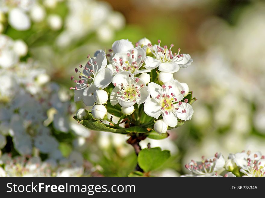 Flowers Of The Cherry Blossoms