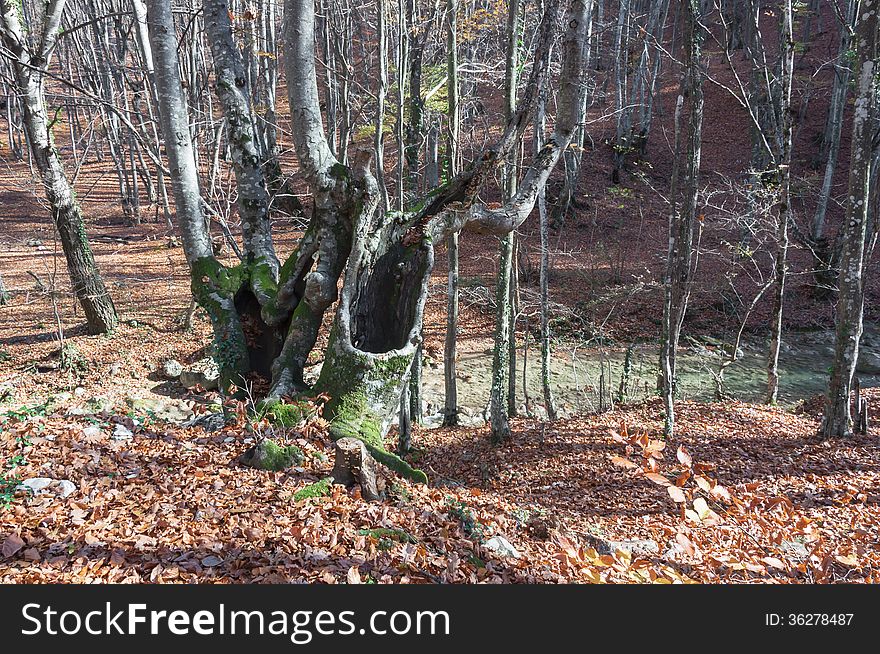 The Trunk Of Of An Old Tree