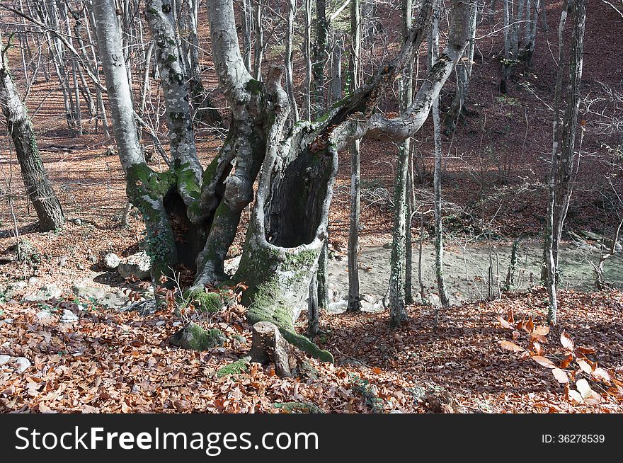 The trunk of of an old tree