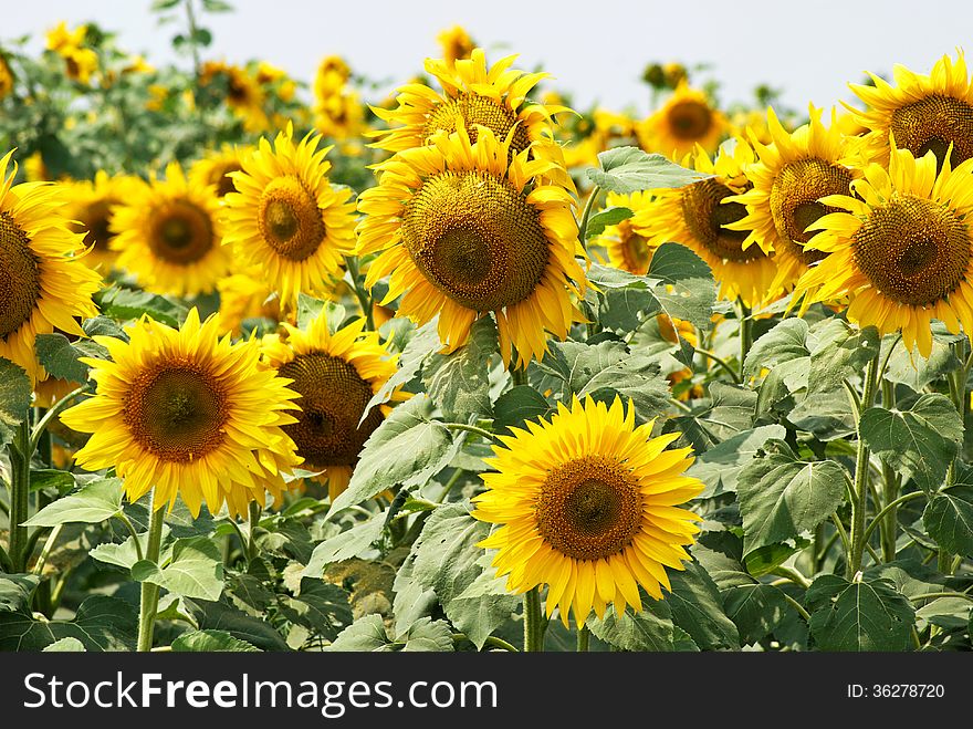 Blooming sunflower field. Shallow depth of field