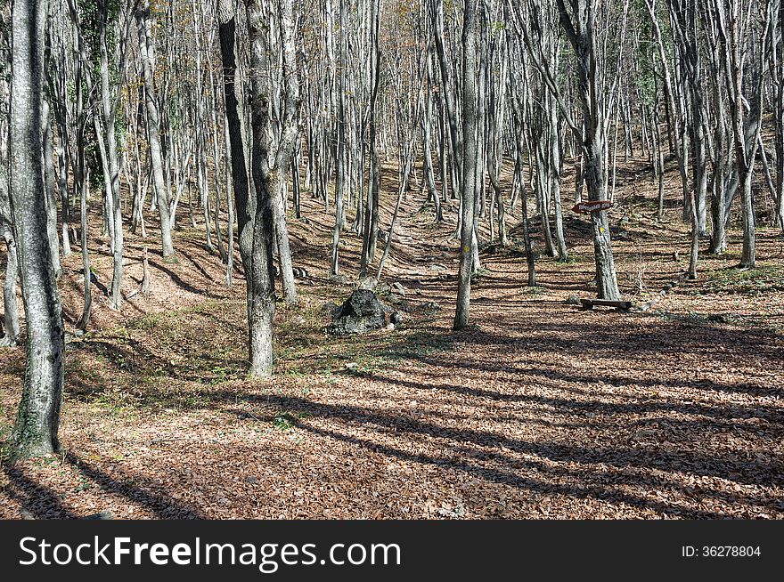 Autumn forest, sunny weather, yellow leaves, bare trees, mountainous landscape