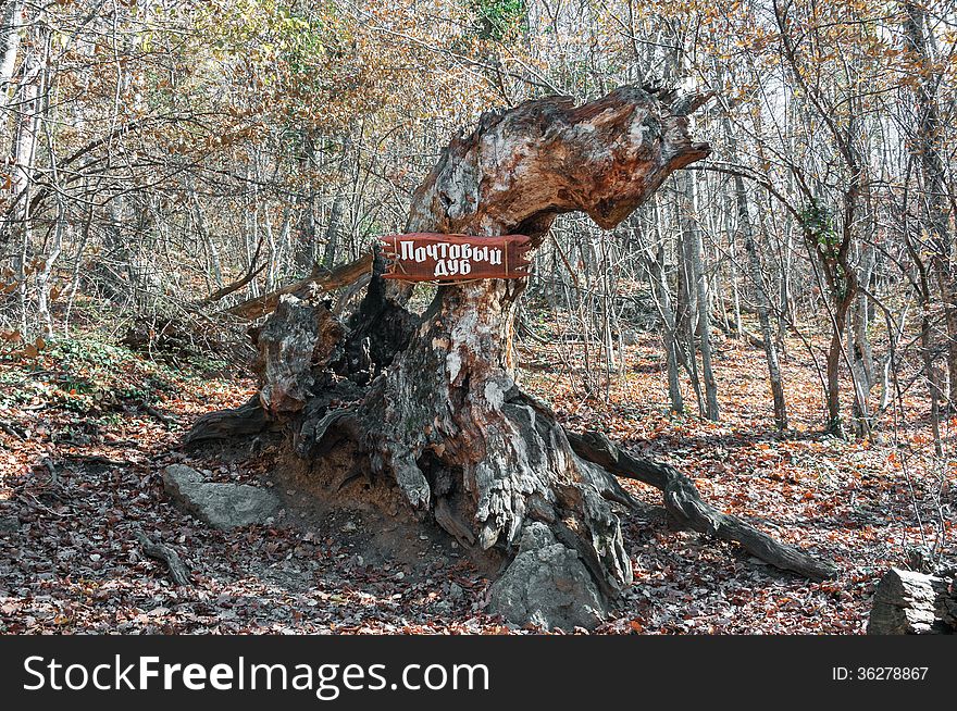 The trunk of of an old tree overgrown with moss