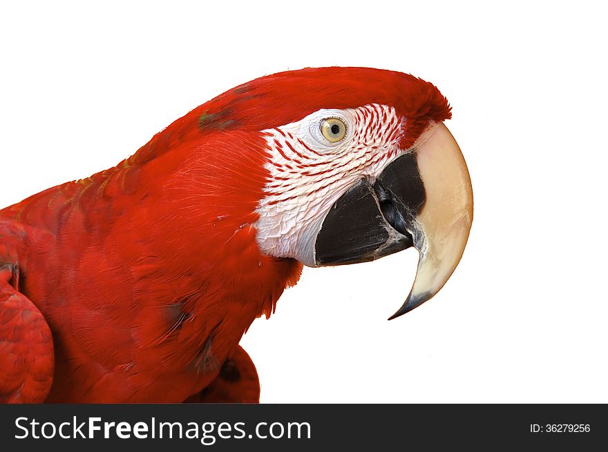 Portrait of scarlet macaw with white background. Portrait of scarlet macaw with white background