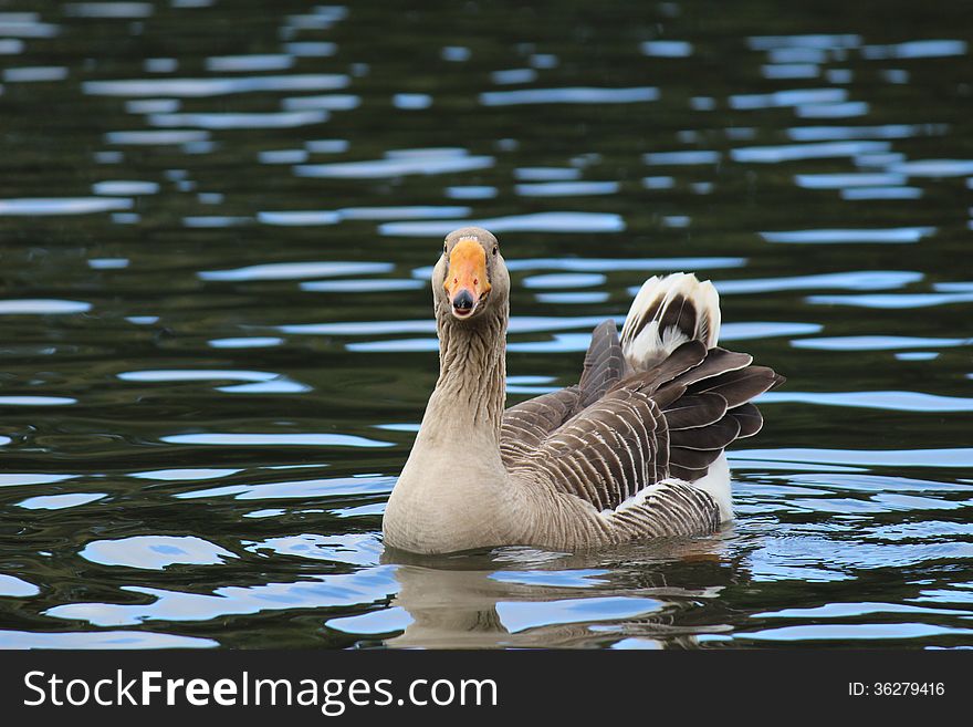 Wild goose swimming in lake