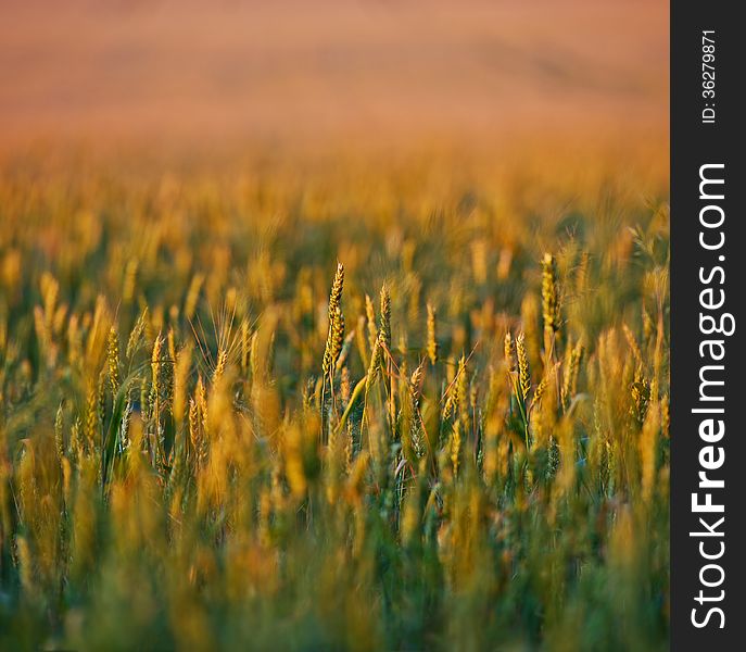 Ripe ears of wheat in a field on a blurred background lit by evening light