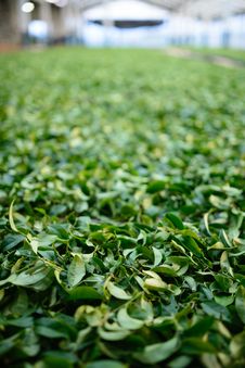Green Tea Leaves Stock Photos Green Tea Leaves Stock Photos