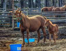 Horse And Colt Stock Photography Horse And Colt Stock Photography