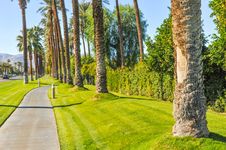 Palm Trees Line A Walking Path With Sky Royalty Free Stock Photography Palm Trees Line A Walking Path With Sky Royalty Free Stock Photography