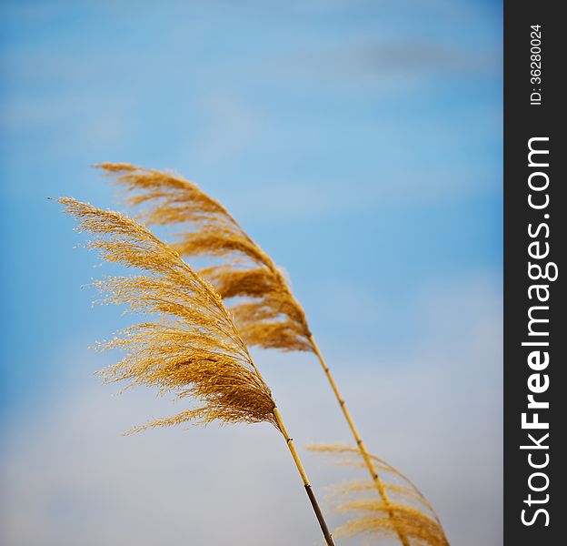 Bulrush on blue sky background, fall day. Bulrush on blue sky background, fall day