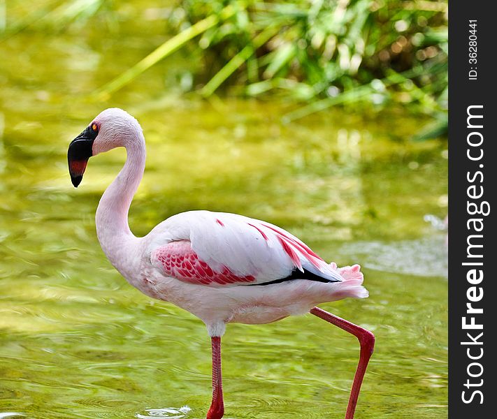 Flamingo leisurly wading in river. Flamingo leisurly wading in river