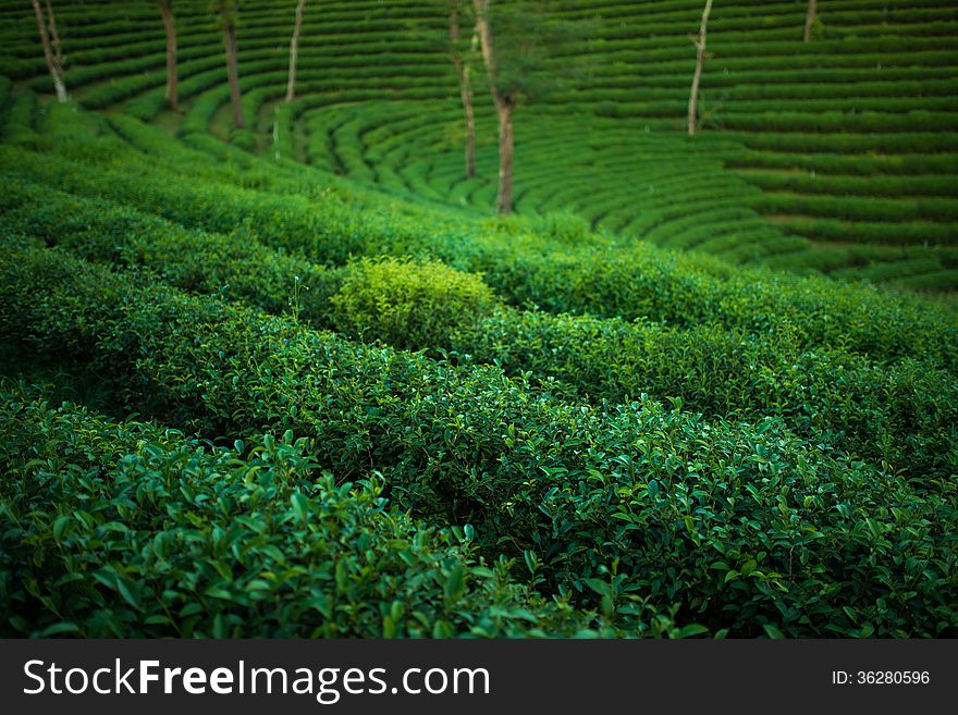 Green tea plantation farm field