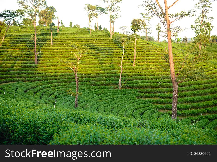 Green tea plantation farm field