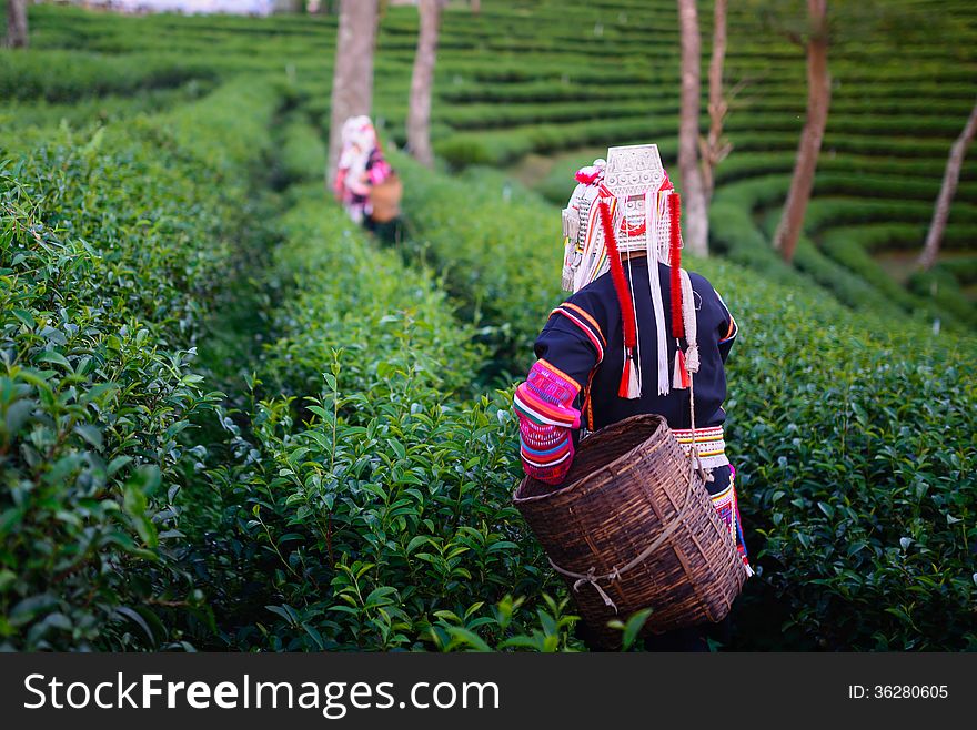 Hill tribe harvester tea farmer