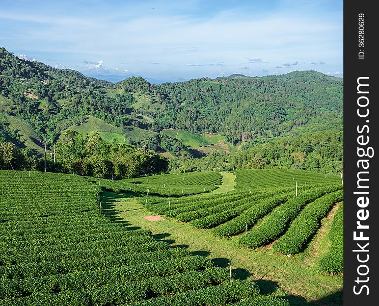 Green tea plantation field in the mountain