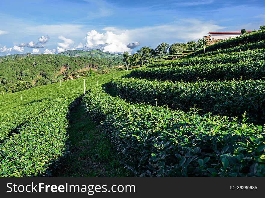 Rows of green tea plantation