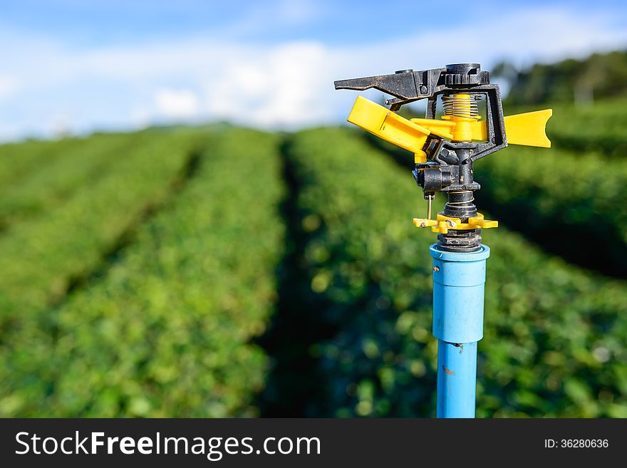 Sprinkler watering system in green tea plantation field